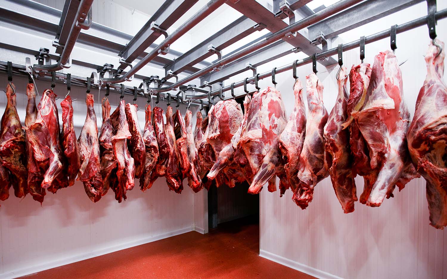 Qurbani